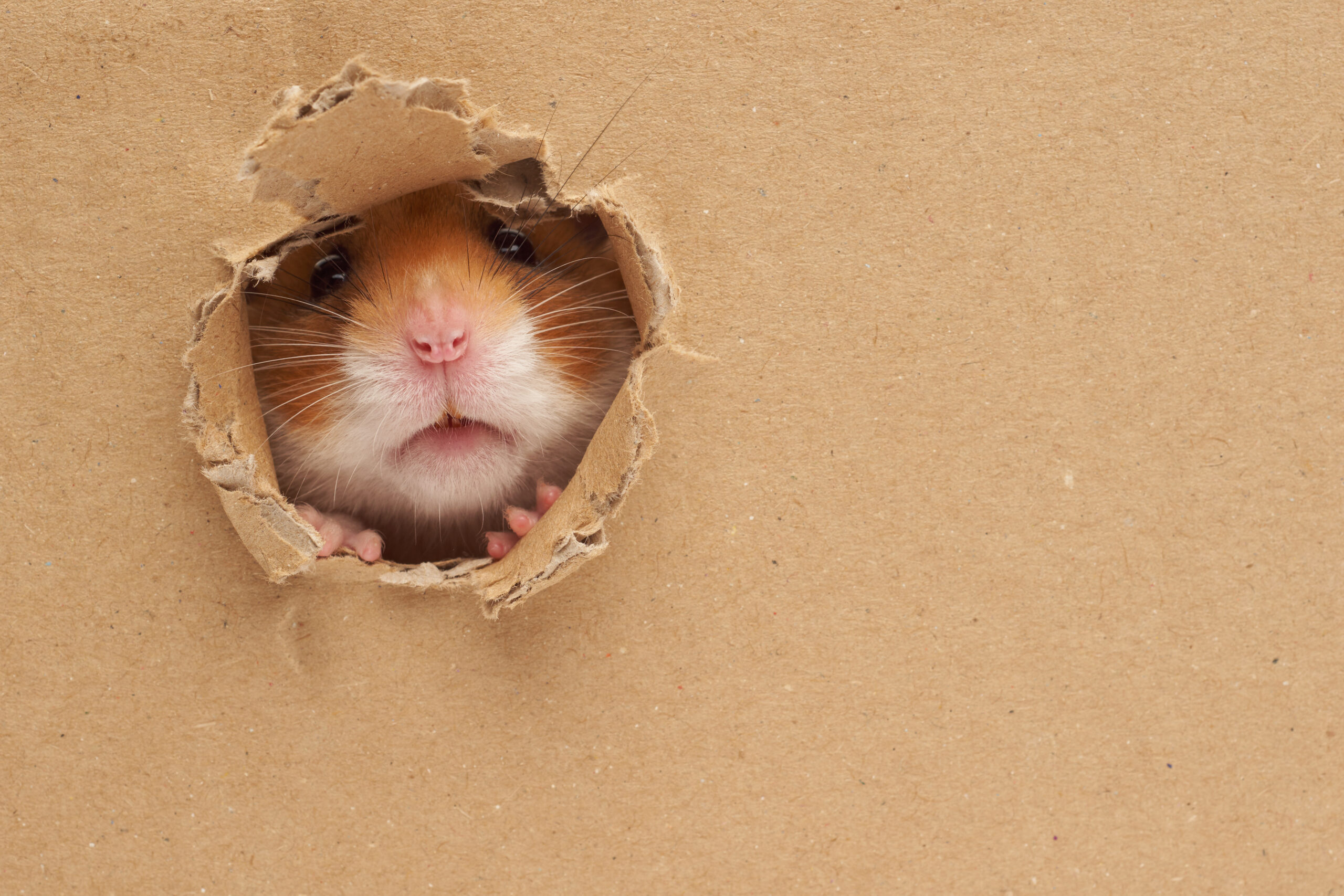 IDS】Tripwireを入れてファイル差分の検知内容をChatworkに通知して